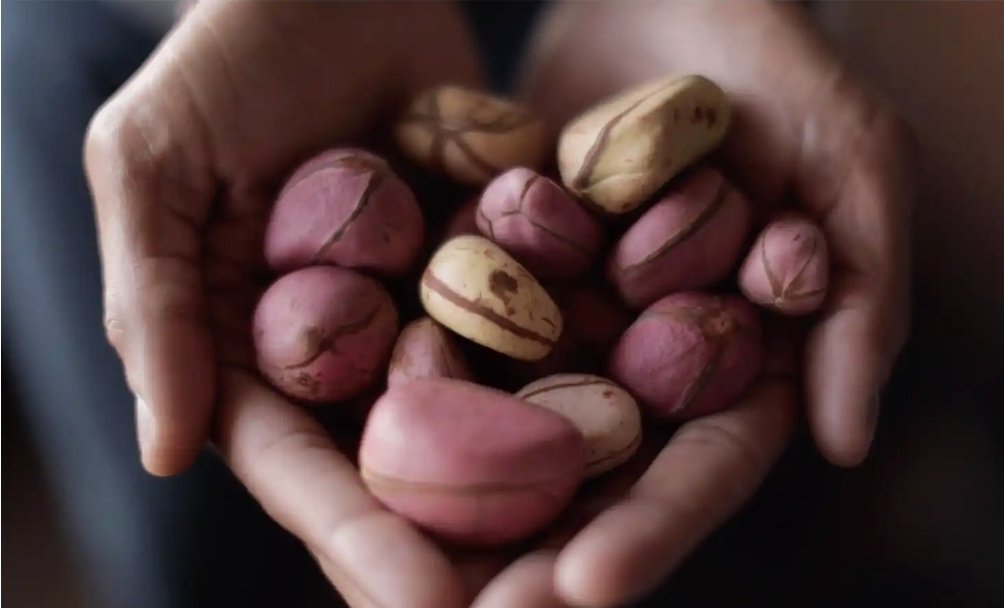 Avoid Eating Kola-Nut If You Have Any Of These 5 Health Conditions.