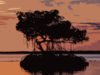 Blvck Svm – brackish